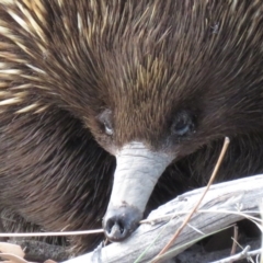 Tachyglossus aculeatus at Stromlo, ACT - 16 Oct 2018 06:01 PM