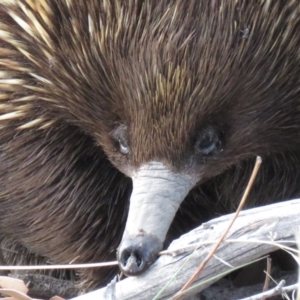 Tachyglossus aculeatus at Stromlo, ACT - 16 Oct 2018