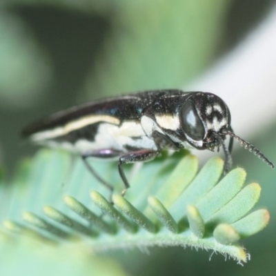 Agrilus hypoleucus (Hypoleucus jewel beetle) at Aranda Bushland - 16 Oct 2018 by Harrisi