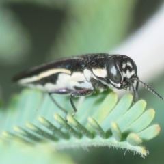 Agrilus hypoleucus (Hypoleucus jewel beetle) at Dunlop, ACT - 16 Oct 2018 by Harrisi