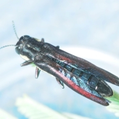 Agrilus hypoleucus at Dunlop, ACT - 16 Oct 2018