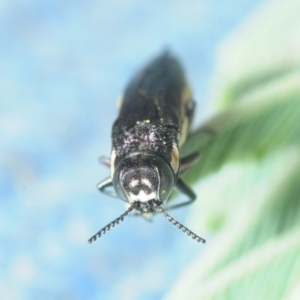 Agrilus hypoleucus at Dunlop, ACT - 16 Oct 2018