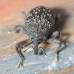 Cleogonini sp. (tribe) (Weevil) at Dunlop, ACT - 15 Oct 2018 by Harrisi