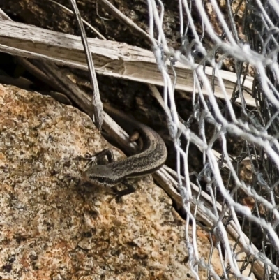 Morethia boulengeri (Boulenger's Skink) at Michelago, NSW - 15 Oct 2018 by Illilanga