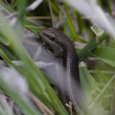 Carlia tetradactyla (Southern Rainbow Skink) at Illilanga & Baroona - 15 Nov 2017 by Illilanga