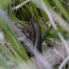 Carlia tetradactyla at Michelago, NSW - 15 Nov 2017