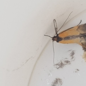 Philobota undescribed species near arabella at Griffith, ACT - 17 Oct 2018