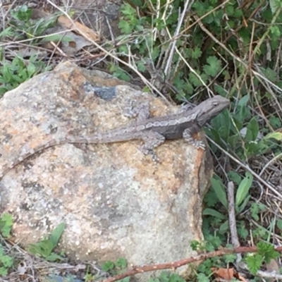 Amphibolurus muricatus (Jacky Lizard) at Tuggeranong Hill - 16 Oct 2018 by RohanT
