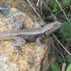 Amphibolurus muricatus at Conder, ACT - 16 Oct 2018