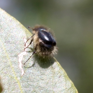 Liparetrus sp. (genus) at Ainslie, ACT - 16 Oct 2018