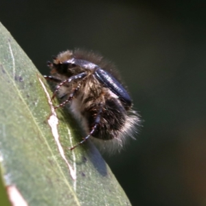 Liparetrus sp. (genus) at Ainslie, ACT - 16 Oct 2018 12:35 PM