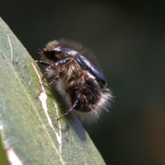 Liparetrus sp. (genus) at Ainslie, ACT - 16 Oct 2018