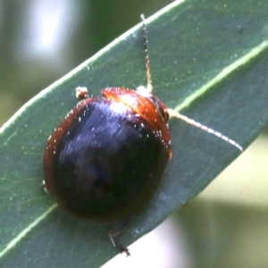 Paropsisterna sp. (genus) at Ainslie, ACT - 16 Oct 2018 12:38 PM