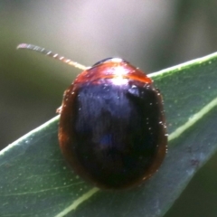 Paropsisterna sp. (genus) at Ainslie, ACT - 16 Oct 2018