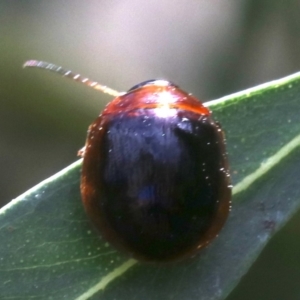 Paropsisterna sp. (genus) at Ainslie, ACT - 16 Oct 2018 12:38 PM