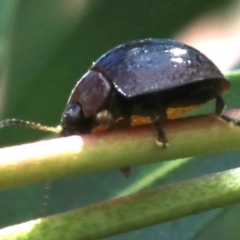 Paropsisterna sp. (genus) at Ainslie, ACT - 16 Oct 2018