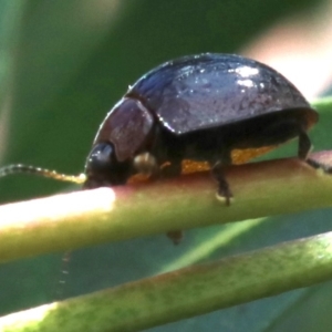 Paropsisterna sp. (genus) at Ainslie, ACT - 16 Oct 2018 12:38 PM