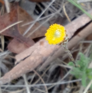 Leptorhynchos squamatus at Lake George, NSW - 17 Oct 2018 08:53 AM