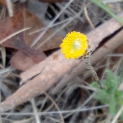 Leptorhynchos squamatus (Scaly Buttons) at Lake George, NSW - 16 Oct 2018 by MPennay