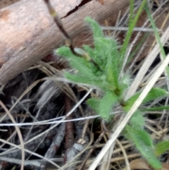 Leptorhynchos squamatus at Lake George, NSW - 17 Oct 2018 08:53 AM