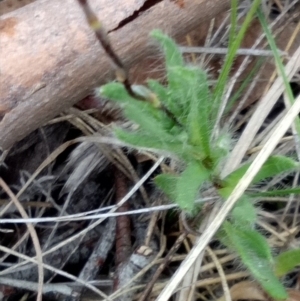 Leptorhynchos squamatus at Lake George, NSW - 17 Oct 2018 08:53 AM