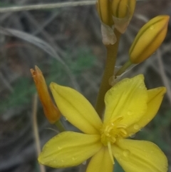 Bulbine bulbosa (Golden Lily) at Gundaroo, NSW - 16 Oct 2018 by MPennay