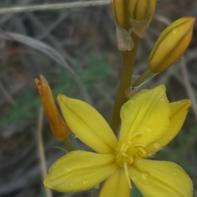 Bulbine bulbosa (Golden Lily) at Gundaroo, NSW - 16 Oct 2018 by MPennay