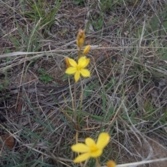 Bulbine bulbosa at Gundaroo, NSW - 17 Oct 2018 08:48 AM