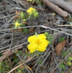Hibbertia sp. (Guinea Flower) at Lake George, NSW - 17 Oct 2018 by MPennay
