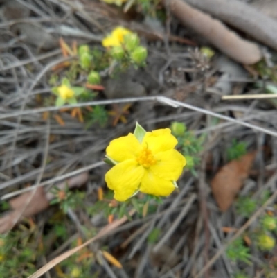 Hibbertia sp. (Guinea Flower) at Lake George, NSW - 16 Oct 2018 by MPennay