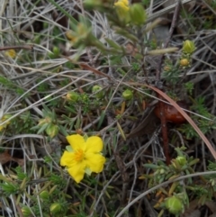 Hibbertia sp. at Lake George, NSW - 17 Oct 2018