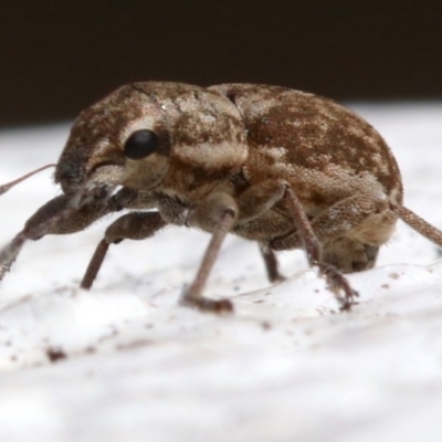 Curculionidae (family) (Unidentified weevil) at Yarralumla, ACT - 16 Oct 2018 by jbromilow50