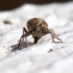 Curculionidae (family) at Yarralumla, ACT - 16 Oct 2018 11:11 AM