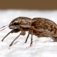 Curculionidae (family) at Yarralumla, ACT - 16 Oct 2018