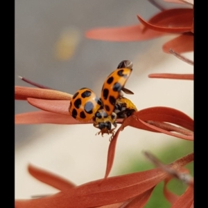 Harmonia conformis at Charnwood, ACT - 17 Oct 2018 02:20 PM