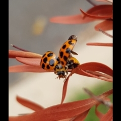 Harmonia conformis at Charnwood, ACT - 17 Oct 2018