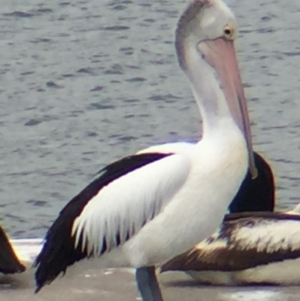 Pelecanus conspicillatus at Bermagui, NSW - 17 Oct 2018