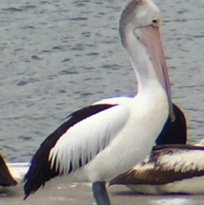 Pelecanus conspicillatus (Australian Pelican) at Bermagui, NSW - 17 Oct 2018 by loumcc