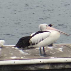 Pelecanus conspicillatus at Bermagui, NSW - 17 Oct 2018