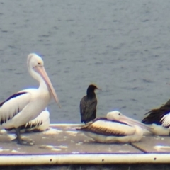 Pelecanus conspicillatus at Bermagui, NSW - 17 Oct 2018