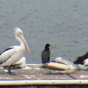 Pelecanus conspicillatus at Bermagui, NSW - 17 Oct 2018