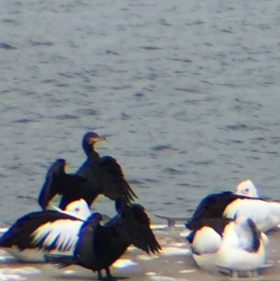 Phalacrocorax carbo (Great Cormorant) at Bermagui, NSW - 17 Oct 2018 by loumcc