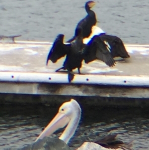 Phalacrocorax carbo at Bermagui, NSW - 17 Oct 2018 01:37 PM