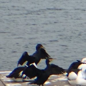 Phalacrocorax carbo at Bermagui, NSW - 17 Oct 2018