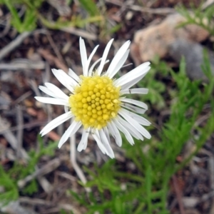 Calotis anthemoides at Macarthur, ACT - 17 Oct 2018