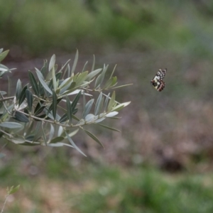 Delias aganippe at Murrumbateman, NSW - 17 Oct 2018 12:16 PM