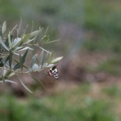 Delias aganippe at Murrumbateman, NSW - 17 Oct 2018 12:16 PM