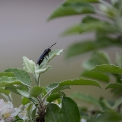 Australelis anthracina (Flower wasp) at Murrumbateman, NSW - 17 Oct 2018 by SallyandPeter