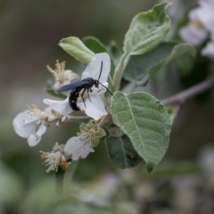 Australelis anthracina at Murrumbateman, NSW - 17 Oct 2018 12:17 PM