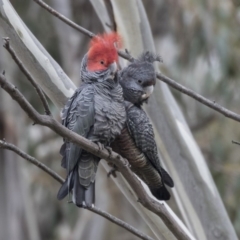 Callocephalon fimbriatum (Gang-gang Cockatoo) at Booth, ACT - 16 Oct 2018 by Alison Milton